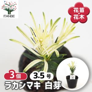 ITANSE バンクシア パラドーサドワーフジンジャー 庭木 7号鉢/1個売り
