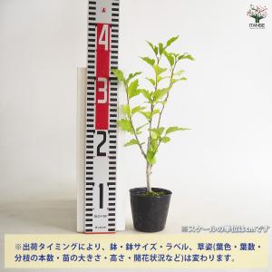 ムクゲ 紫玉 花木苗 3.5号/1個売り ハチ...の詳細画像1