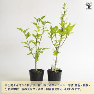ムクゲ 紫玉 花木苗 3.5号/1個売り ハチ...の詳細画像2