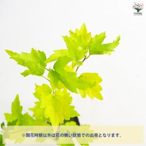 ムクゲ 紫玉 花木苗 3.5号/1個売り ハチ...の詳細画像3