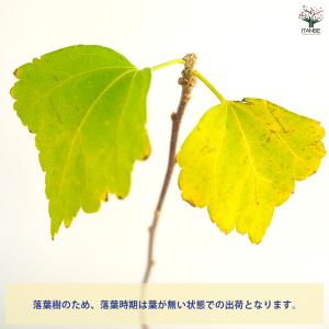 ムクゲ 紫玉 花木苗 3.5号/1個売り ハチ...の詳細画像4