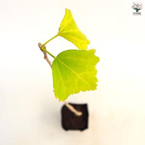 ムクゲ 紫玉 花木苗 3.5号/1個売り ハチ...の詳細画像5