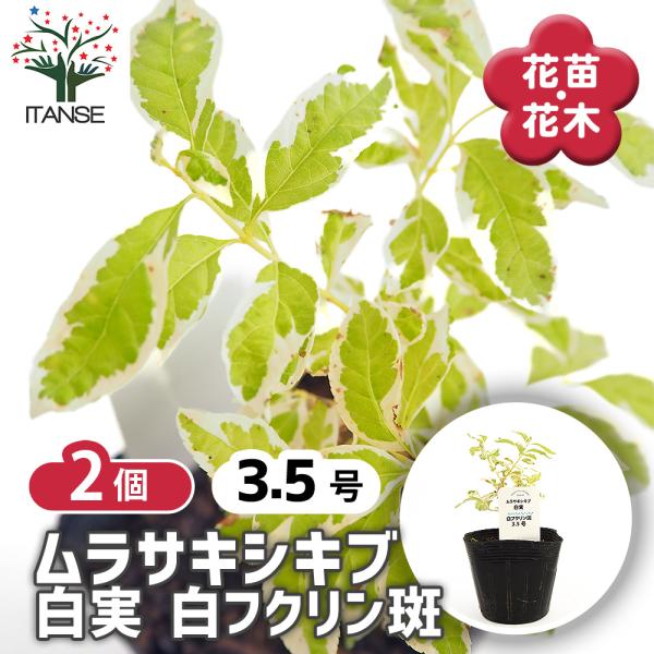 ムラサキシキブ(紫式部) 白実 白フクリン斑 花木苗 3.5号/お買い得2個セット 紫式部 ムラサキ...