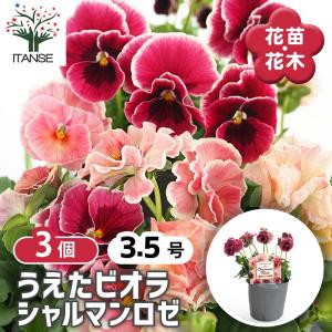 うえたコレクション パンジー・ビオラ マーブル 花苗 3.5号/お買い得6