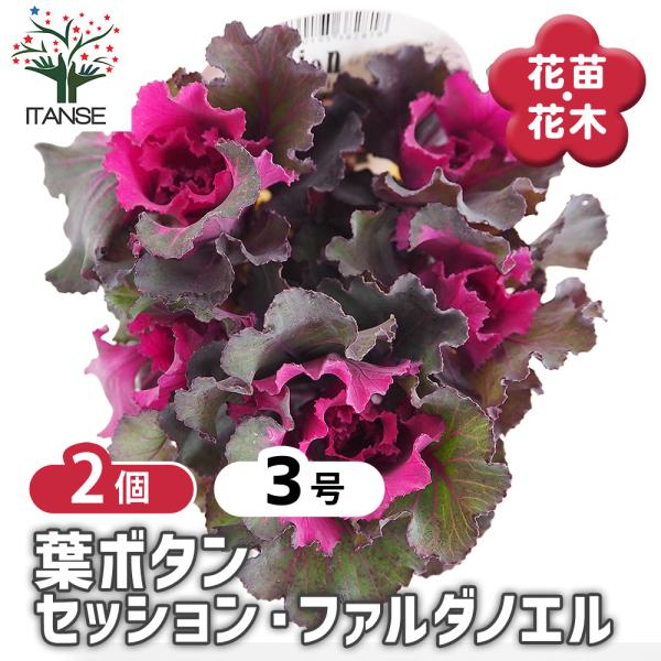 葉ボタン セッション ファルダノエル 花苗 3号/お買い得2個セット ハボタンの苗 葉牡丹 葉ボタン...