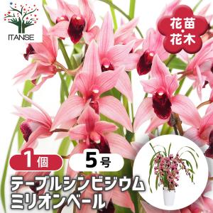 シンビジューム ピンク 5本立ち 送料無料 : スズキラン園 - 通販