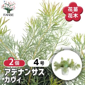 アデナンサス カヴィ 花木苗 4号/お買い得2個...の商品画像