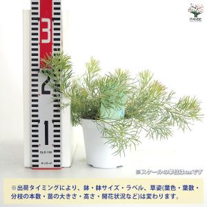 アデナンサス カヴィ 花木苗 4号/お買い得2...の詳細画像1