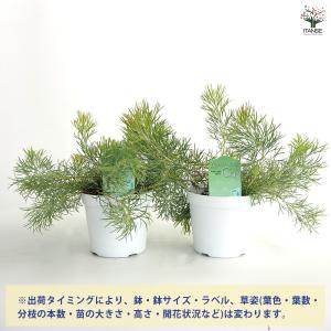 アデナンサス カヴィ 花木苗 4号/お買い得2...の詳細画像2