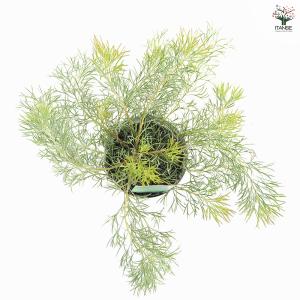 アデナンサス カヴィ 花木苗 4号/お買い得2...の詳細画像3