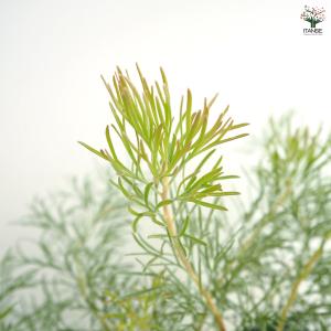 アデナンサス カヴィ 花木苗 4号/お買い得2...の詳細画像4