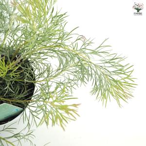 アデナンサス カヴィ 花木苗 4号/お買い得2...の詳細画像5
