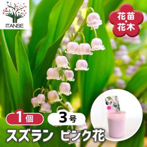 スズラン ピンク花 花苗 3号/1個売り 花木苗 花木の苗 花木 苗 鈴蘭 ユリ科 キジカクシ科 君影草 谷間の姫百合