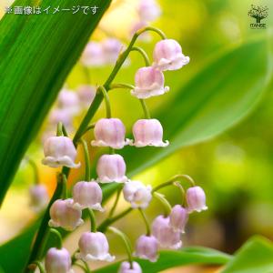 スズラン ピンク花 花苗 3号/1個売り 花木...の詳細画像1