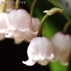 スズラン ピンク花 花苗 3号/1個売り 花木...の詳細画像2