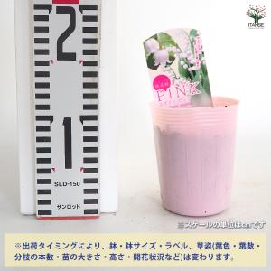 スズラン ピンク花 花苗 3号/1個売り 花木...の詳細画像3
