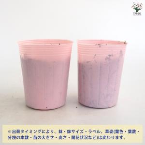 スズラン ピンク花 花苗 3号/1個売り 花木...の詳細画像4