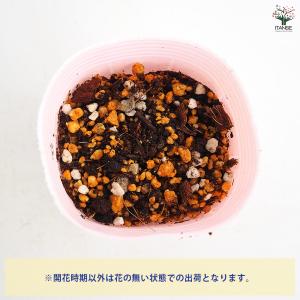 スズラン ピンク花 花苗 3号/1個売り 花木...の詳細画像5