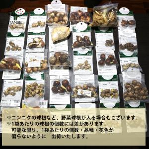 ITANSE 訳あり花球根ガチャ 花球根 /お...の詳細画像1