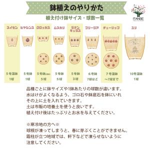 ITANSE 訳あり花球根ガチャ 花球根 /お...の詳細画像5
