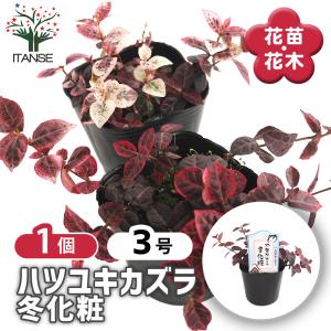 多肉植物 アガベ 王妃笹の雪 B型 2.5号ポット苗 : やましち山野草店