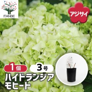 ウラシルケンス 選別品 花1芽株 : 岩崎園芸ネットストア Yahoo店