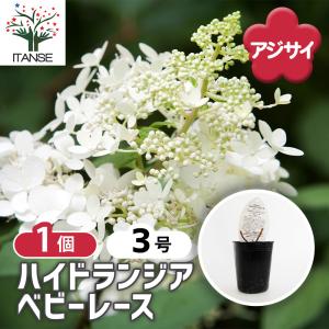 アジサイ レンブラント ドルチェシック 花木苗 3.5号/1個売り あじさい