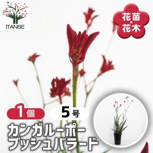 日本花キ流通 予約販売 カンガルーポー ファイヤーワークス