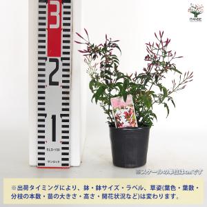 羽衣ジャスミン 花木苗 3号/1個売り 花苗 ...の詳細画像1