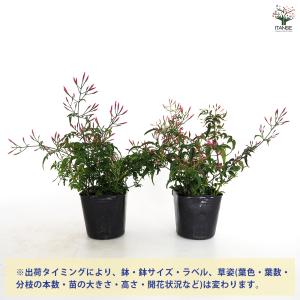 羽衣ジャスミン 花木苗 3号/1個売り 花苗 ...の詳細画像2