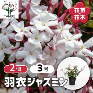 羽衣ジャスミン 花木苗 3号/お買い得2個セット...の商品画像
