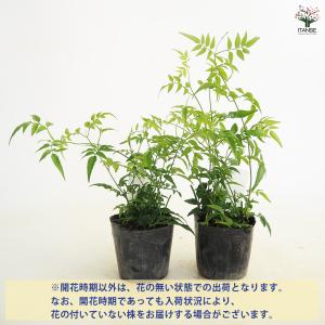 羽衣ジャスミン 花木苗 3号/お買い得2個セッ...の詳細画像3
