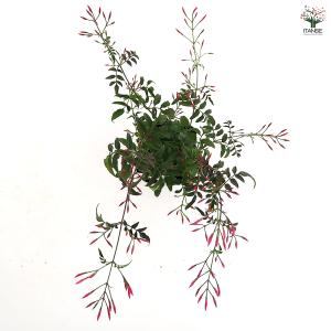 羽衣ジャスミン 花木苗 3号/お買い得2個セッ...の詳細画像4