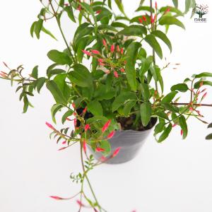羽衣ジャスミン 花木苗 3号/お買い得2個セッ...の詳細画像5