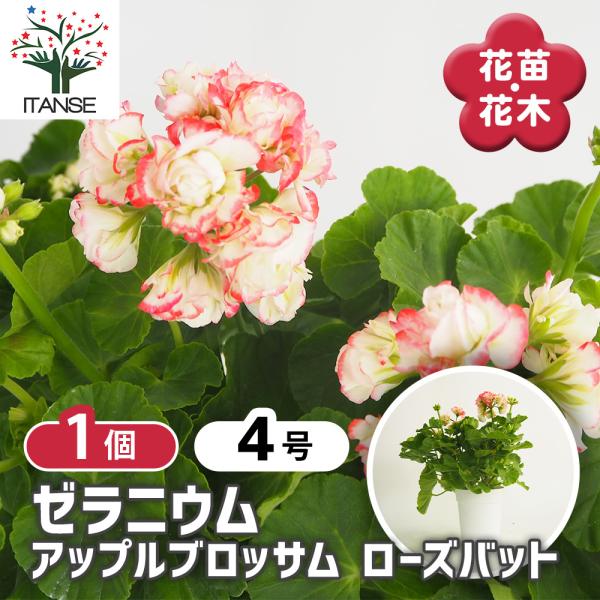 ゼラニウム アップルブロッサムローズバット 花苗 4号/1個売り 花の苗 ゼラニウム苗 ゼラニウムの...