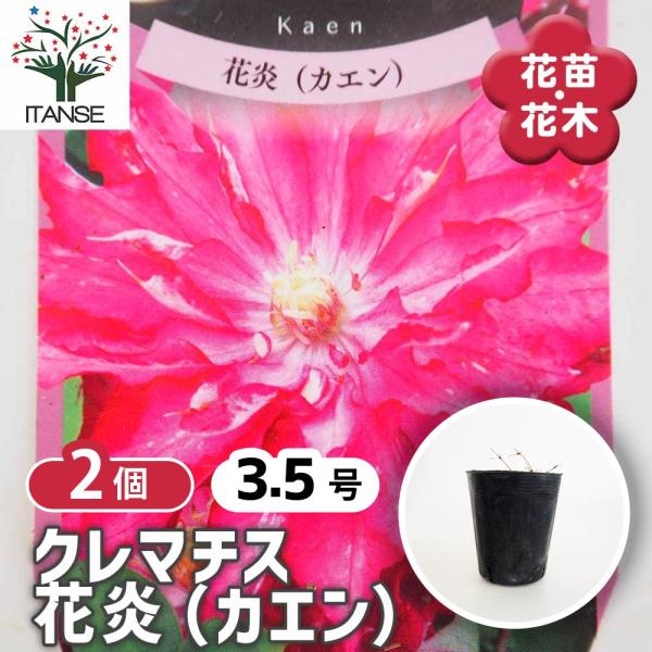 クレマチス 花炎(カエン) 花苗 3.5号/お買い得2個セット 花の苗 花木の苗 花木 風車 カザグ...