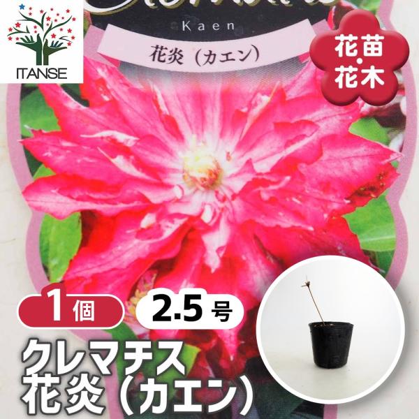 クレマチス 花炎(カエン) 花苗 2.5号/1個売り 花の苗 花木の苗 花木 風車 カザグルマ 鉄線...