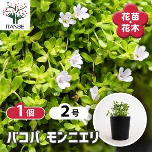 バコパ モンニエリ 花苗 2号/1個売り 花の苗...の商品画像