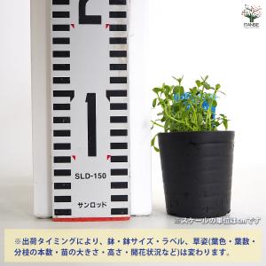 バコパ モンニエリ 花苗 2号/1個売り 花の...の詳細画像1