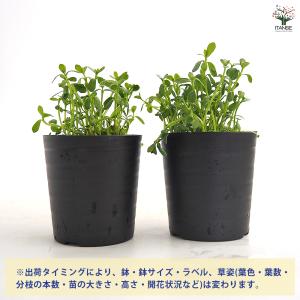 バコパ モンニエリ 花苗 2号/1個売り 花の...の詳細画像2
