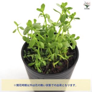 バコパ モンニエリ 花苗 2号/1個売り 花の...の詳細画像3