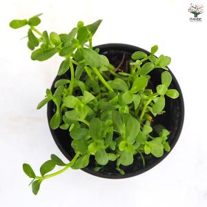 バコパ モンニエリ 花苗 2号/1個売り 花の...の詳細画像4