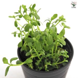 バコパ モンニエリ 花苗 2号/1個売り 花の...の詳細画像5