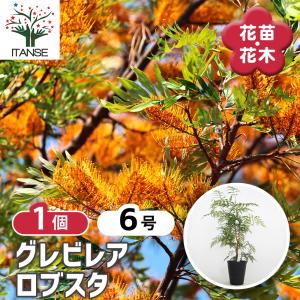 グレビレア ロブスタ 花木苗 6号/1個売り グレビレアの苗木 ハゴロモノキ シノブノキ シルキーオーク 常緑高木 花木