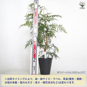 グレビレア ロブスタ 花木苗 6号/1個売り ...の詳細画像1