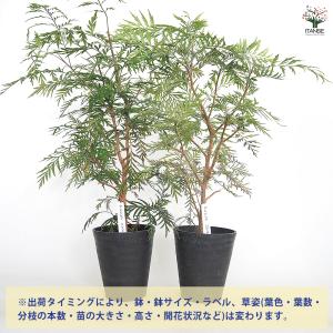 グレビレア ロブスタ 花木苗 6号/1個売り ...の詳細画像2