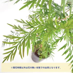 グレビレア ロブスタ 花木苗 6号/1個売り ...の詳細画像3
