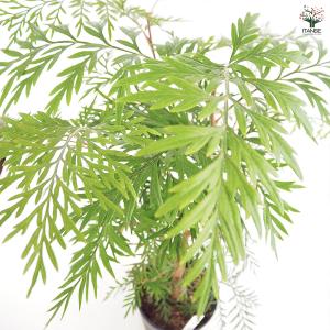 グレビレア ロブスタ 花木苗 6号/1個売り ...の詳細画像4