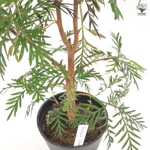 グレビレア ロブスタ 花木苗 6号/1個売り ...の詳細画像5