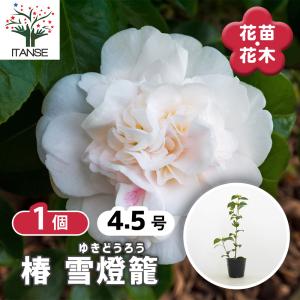 バラ 苗 【ロブロイ (HT) 大輪 四季咲き】 1年生 接ぎ木 新苗 : 苗木の